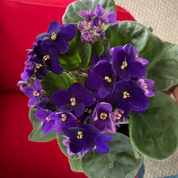 Meet your Posher, Deadra - Picture 1 of 1